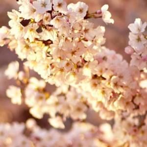 Meet your Posher, Deepu